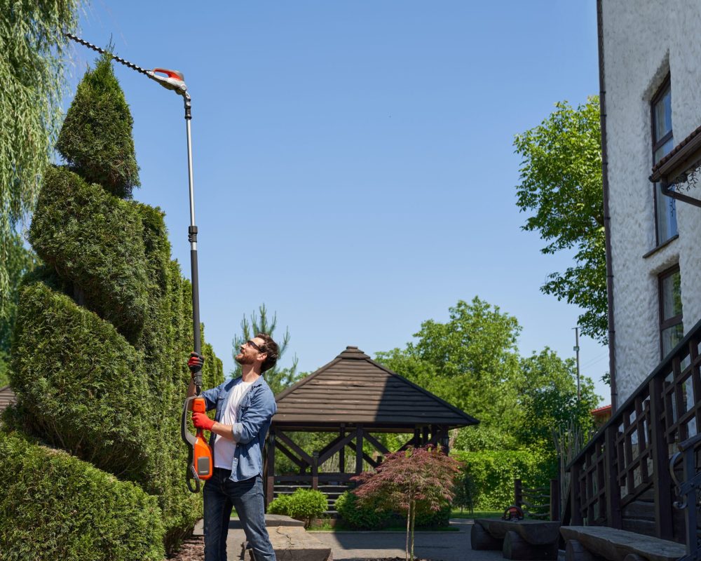 Skilful gardener using high-altitude hedge trimmer while shaping bush in topiary garden. Side view of smiling man cutting top of conifer tree with pro equipment in summer day. Concept of topiary.